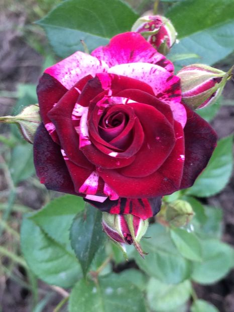 Flash Night - Trandafiri