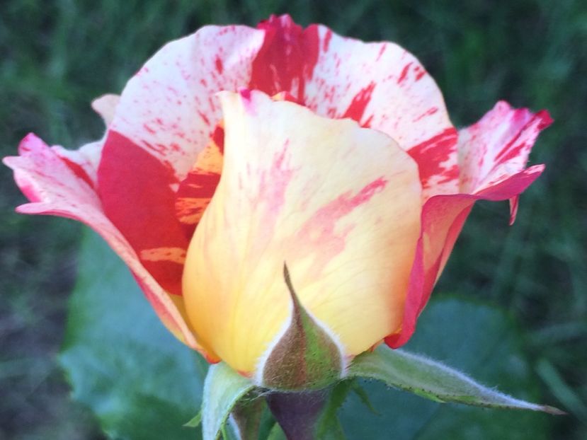 Grimaldi - Trandafiri