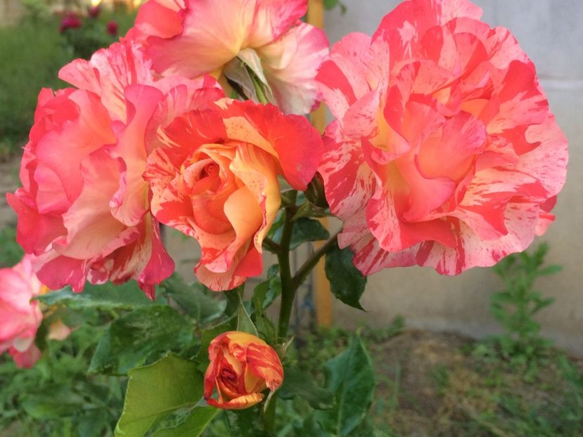 Grimaldi - Trandafiri