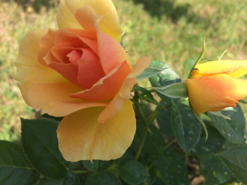 Hansestadt Rostock - Trandafiri