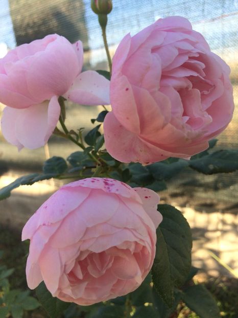 Hansgone Wein - Trandafiri