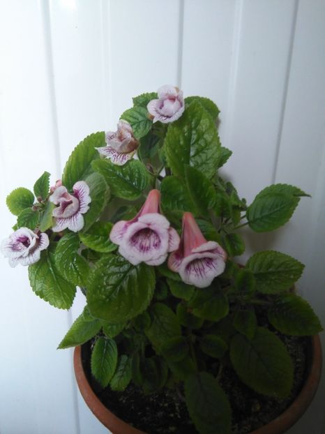 Party Dress - 1-Sinningii 2018