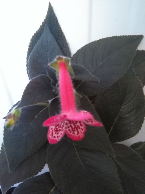 Queen Olympus - A-Flori 2018