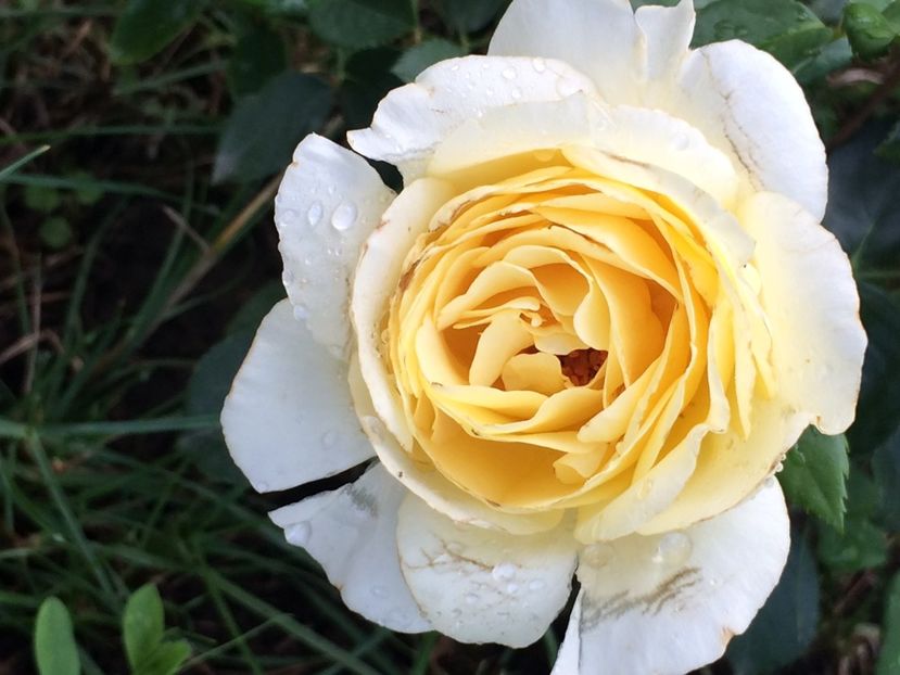 Iris Hope - Trandafiri