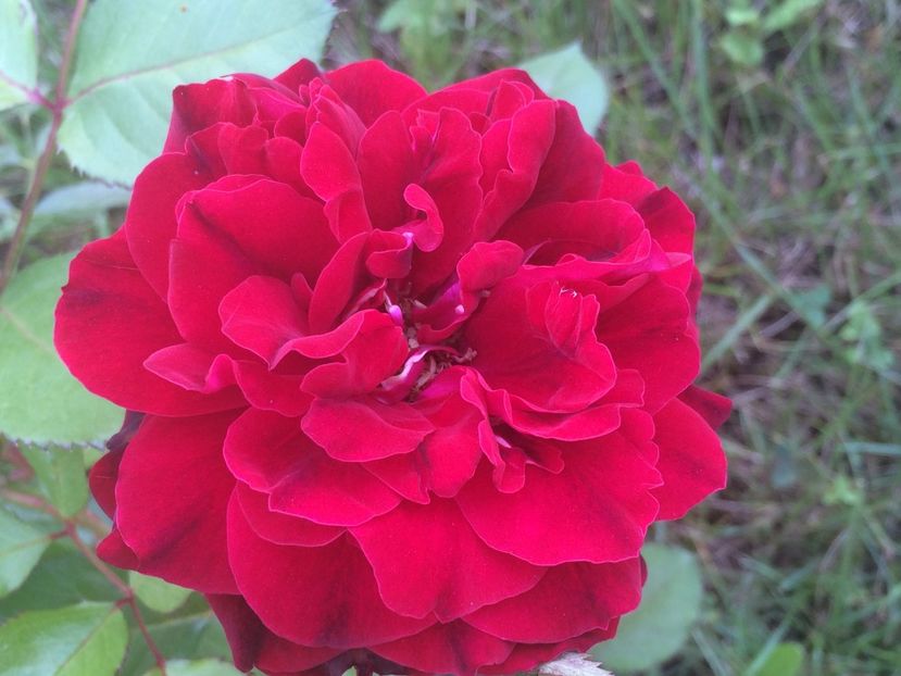 Isabel Renaissence - Trandafiri