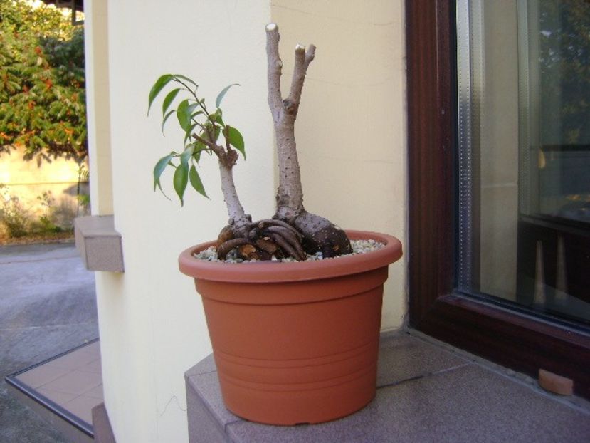 Ficus plangator (Weeping fig) - Bonsai si prebonsai 2018-2020