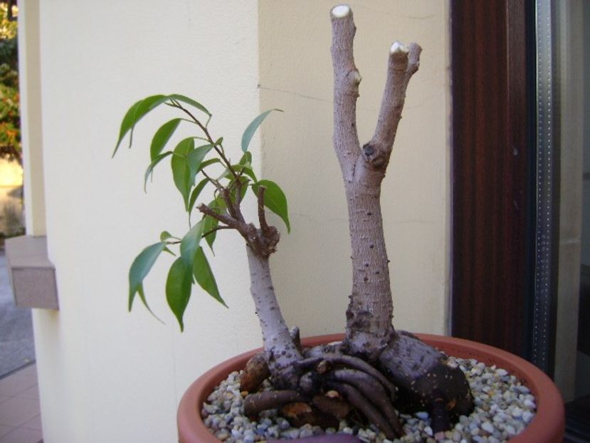 Ficus plangator (Weeping fig) - Bonsai si prebonsai 2018-2020