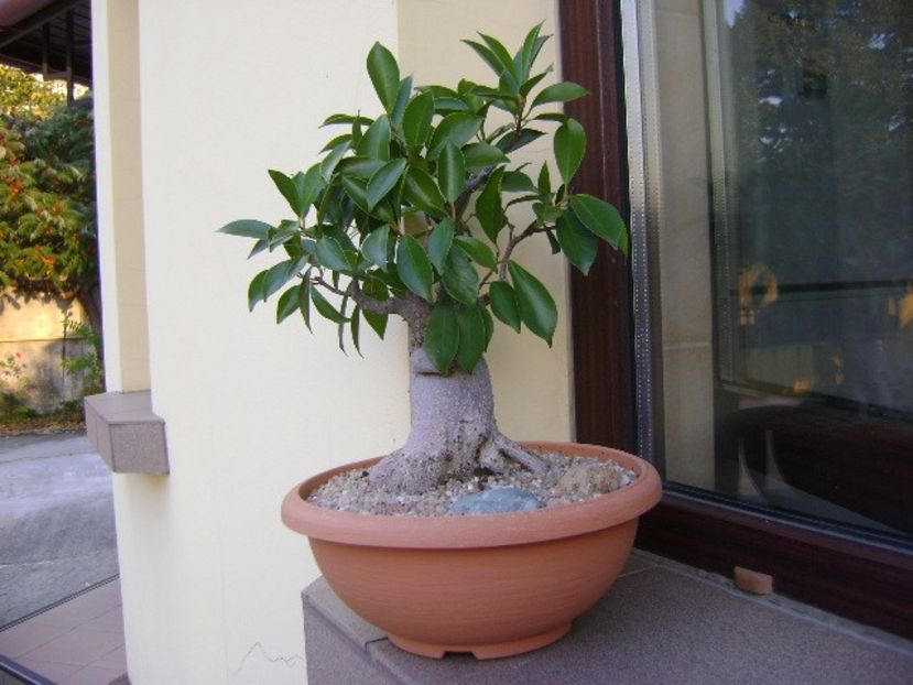 Ficus microcarpa cv. ginseng - Bonsai si prebonsai 2018-2020