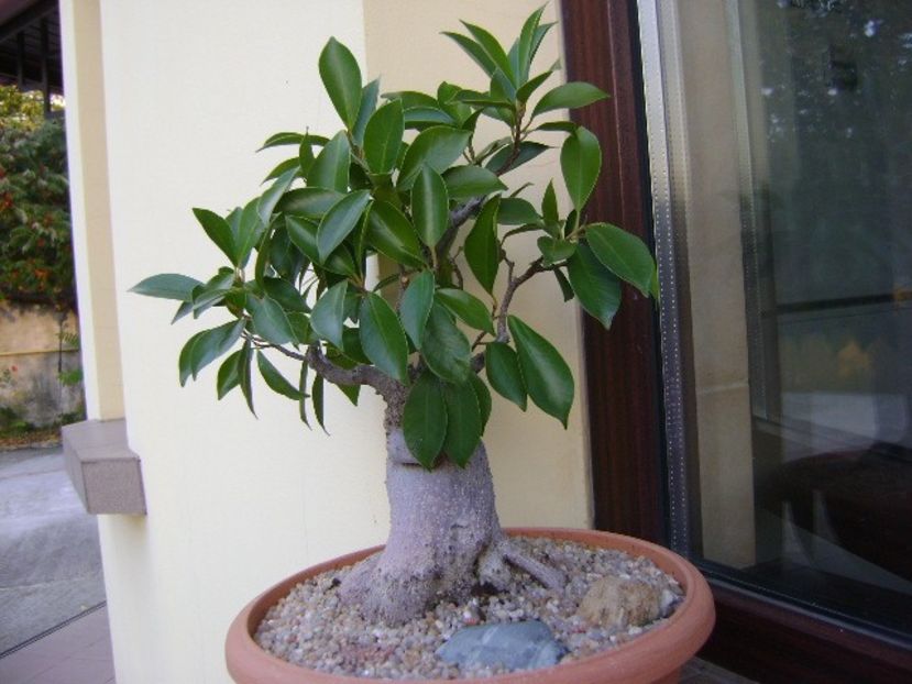Ficus microcarpa cv. ginseng - Bonsai si prebonsai 2018-2020