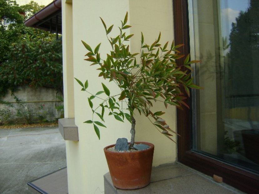 Nandina domestica nana - Bonsai si prebonsai 2018-2020