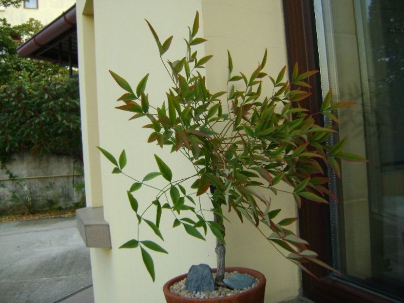 Nandina domestica nana - Bonsai si prebonsai 2018-2020