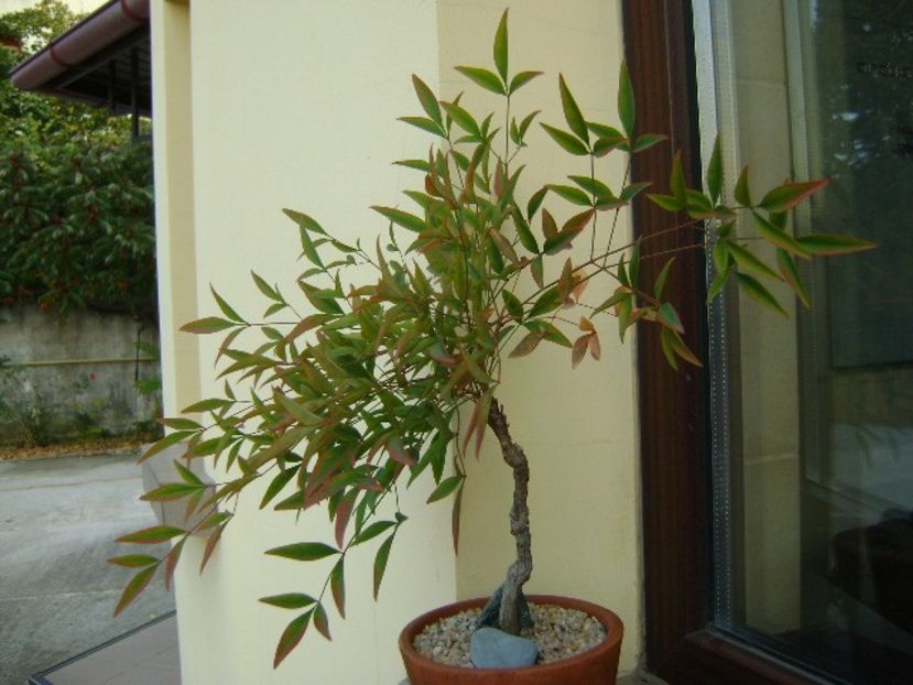 Nandina domestica nana - Bonsai si prebonsai 2018-2020