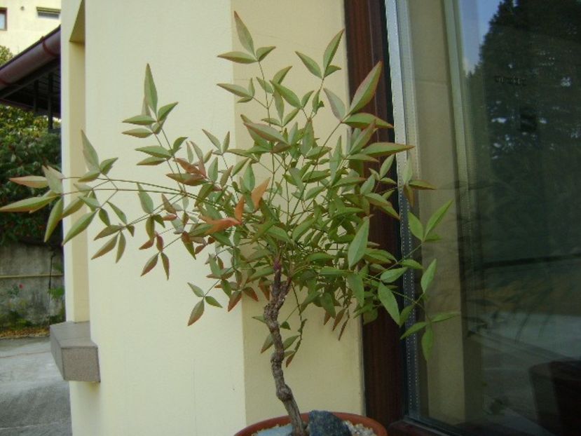 Nandina domestica nana - Bonsai si prebonsai 2018-2020