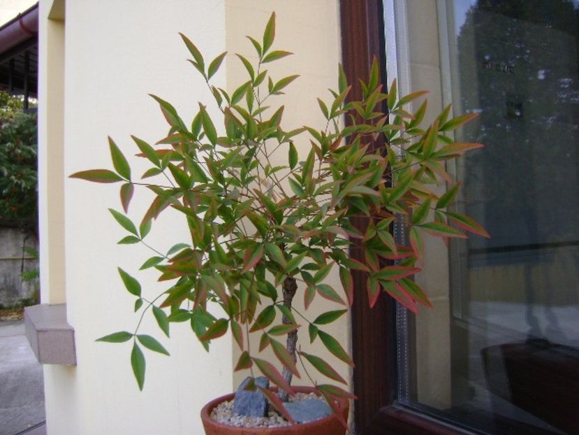 Nandina domestica nana - Bonsai si prebonsai 2018-2020