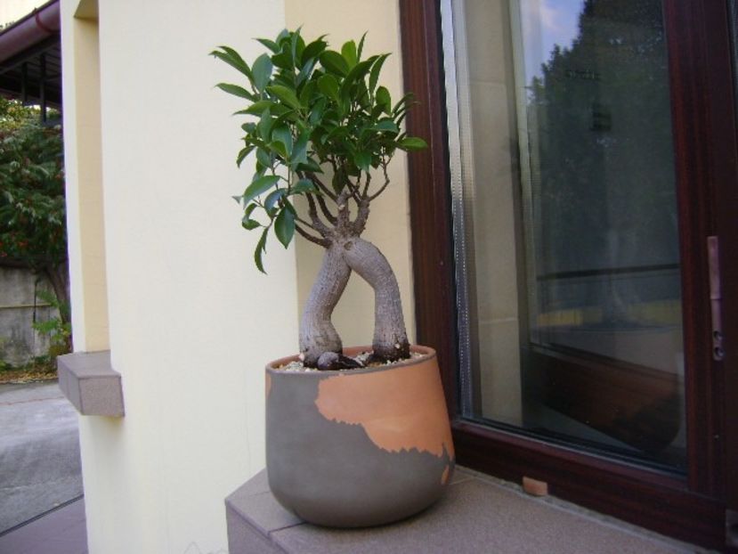 Ficus microcarpa cv. ginseng - Bonsai si prebonsai 2018-2020