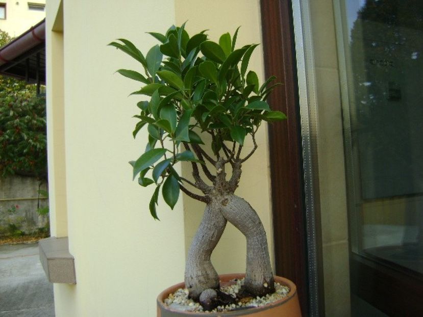 Ficus microcarpa cv. ginseng - Bonsai si prebonsai 2018-2020