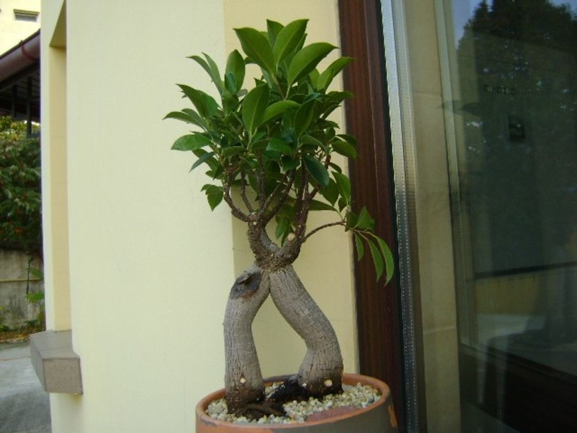 Ficus microcarpa cv. ginseng - Bonsai si prebonsai 2018-2020