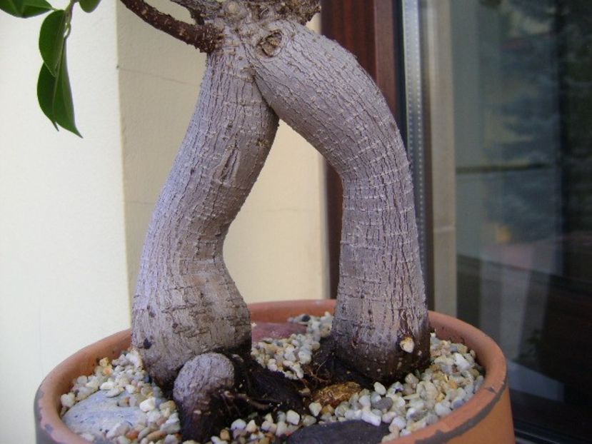 Ficus microcarpa cv. ginseng - Bonsai si prebonsai 2018-2020
