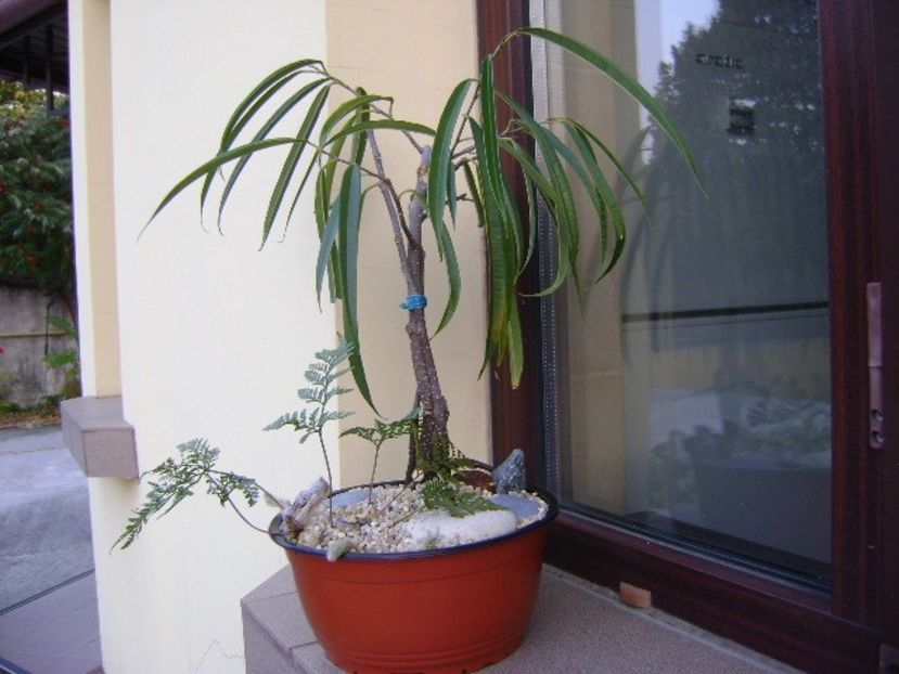 Ficus cv. Alii - Bonsai si prebonsai 2018-2020
