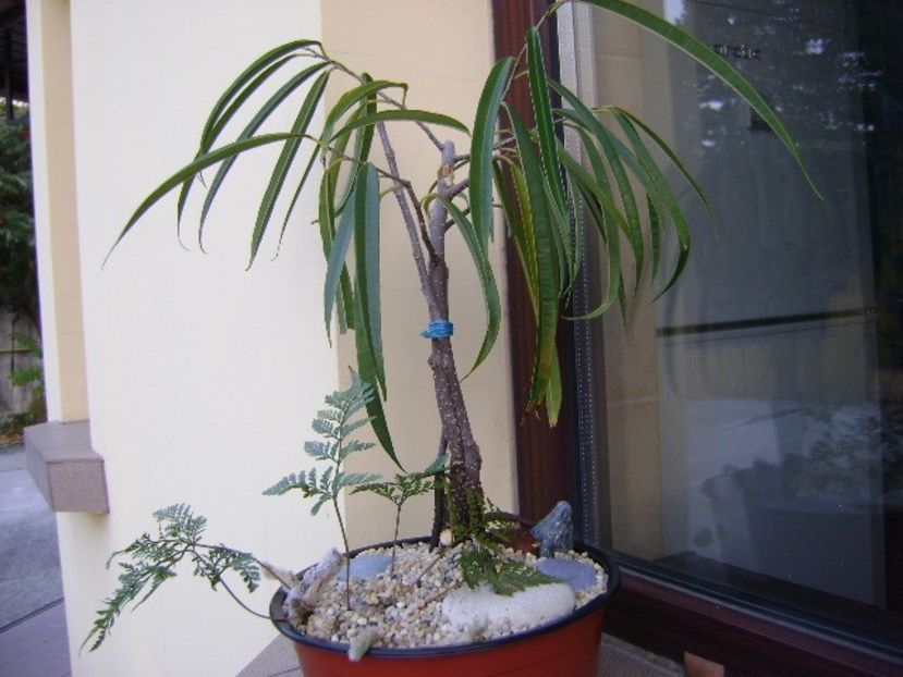 Ficus cv. Alii - Bonsai si prebonsai 2018-2020