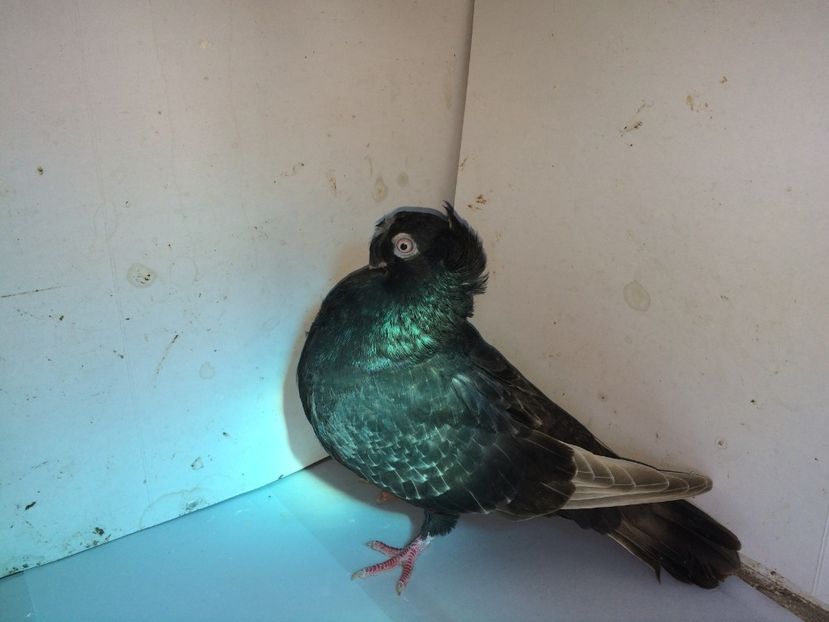 6997  femelă  2018_3 - pui 2018 BM