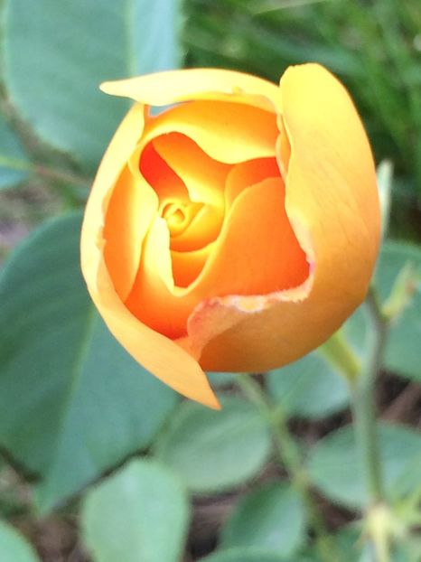 Remy Martin - Trandafiri