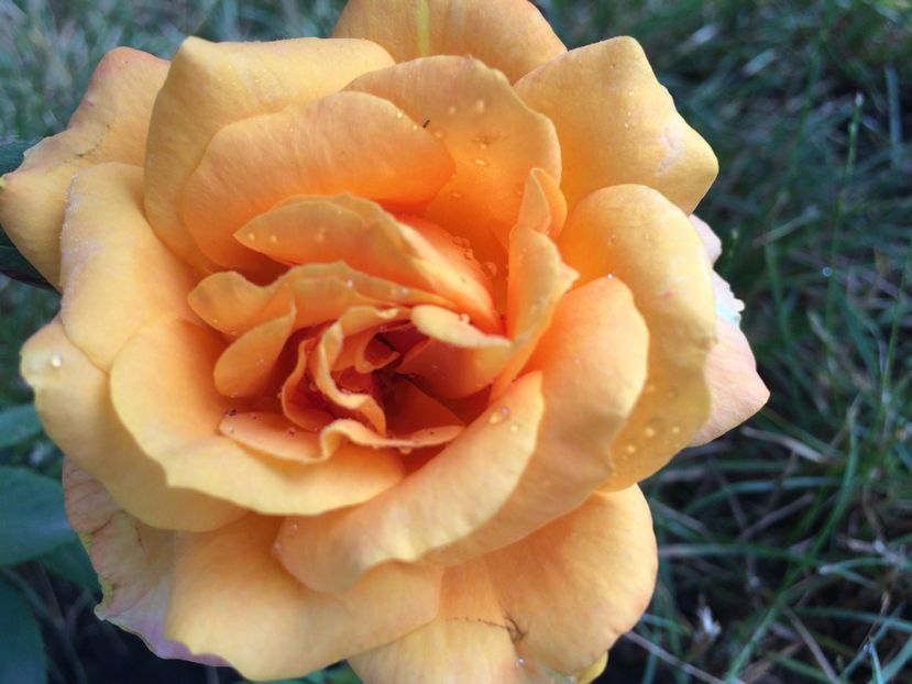 Remy Martin - Trandafiri