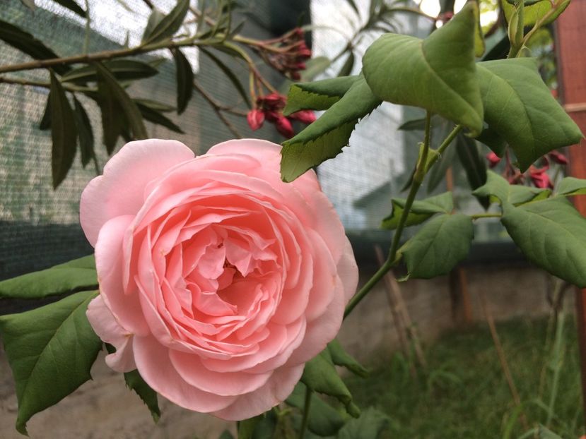 Rosa Nahema - Trandafiri