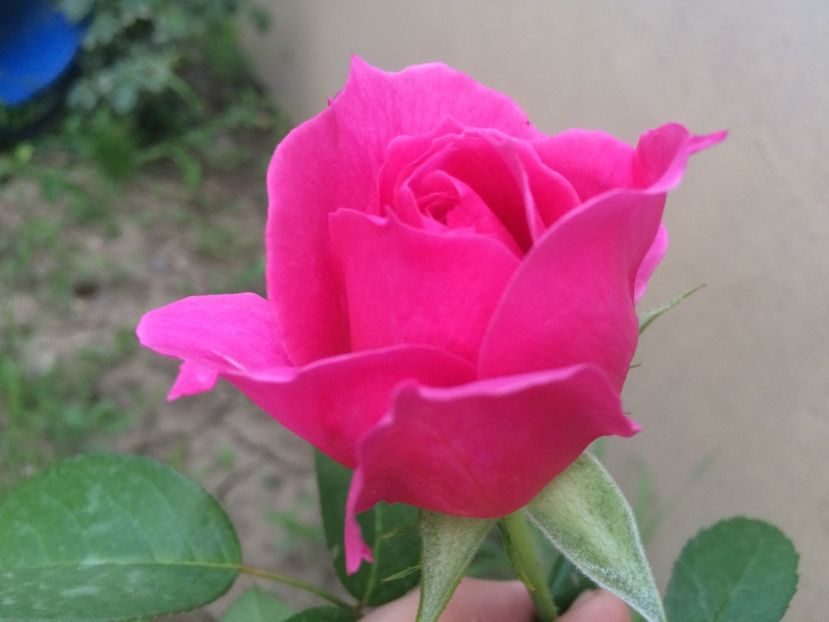 Saint Exupery - Trandafiri