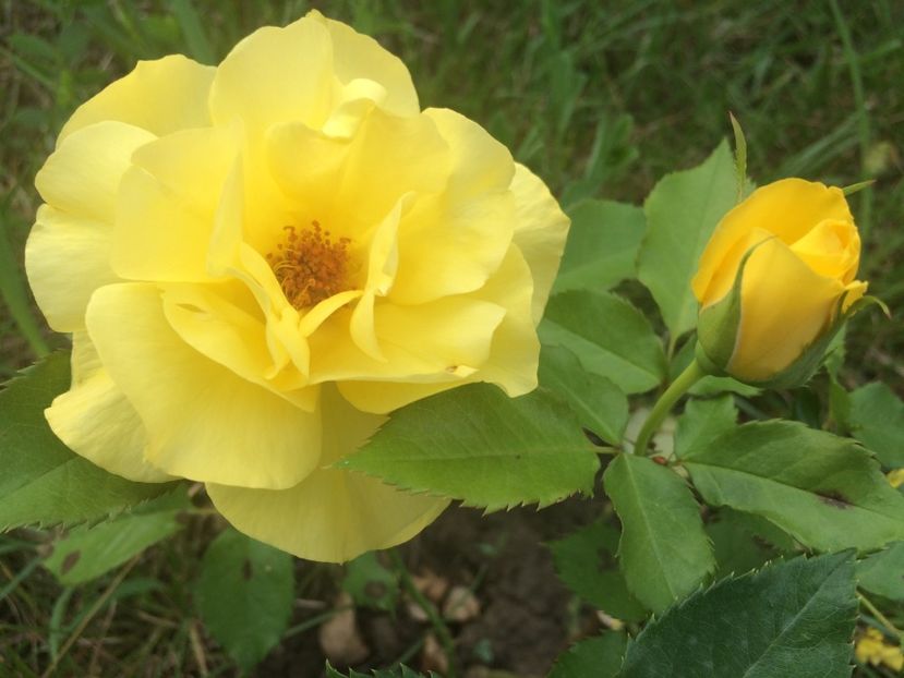 Sunsprite - Trandafiri