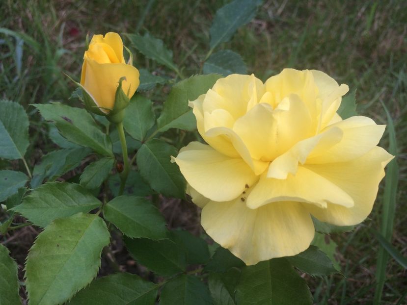 Sunsprite - Trandafiri