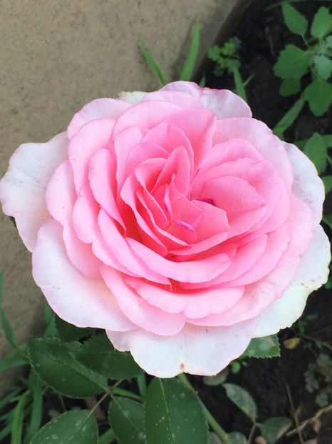 Sweet parole - Trandafiri