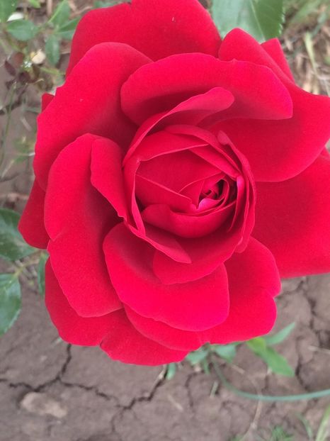 Sympatie - Trandafiri