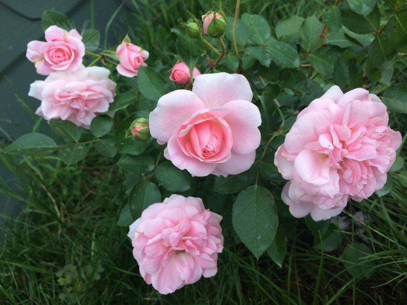 The Faun - Trandafiri