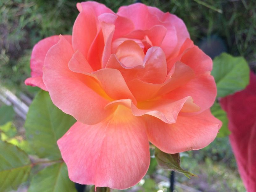 Westerland - Trandafiri