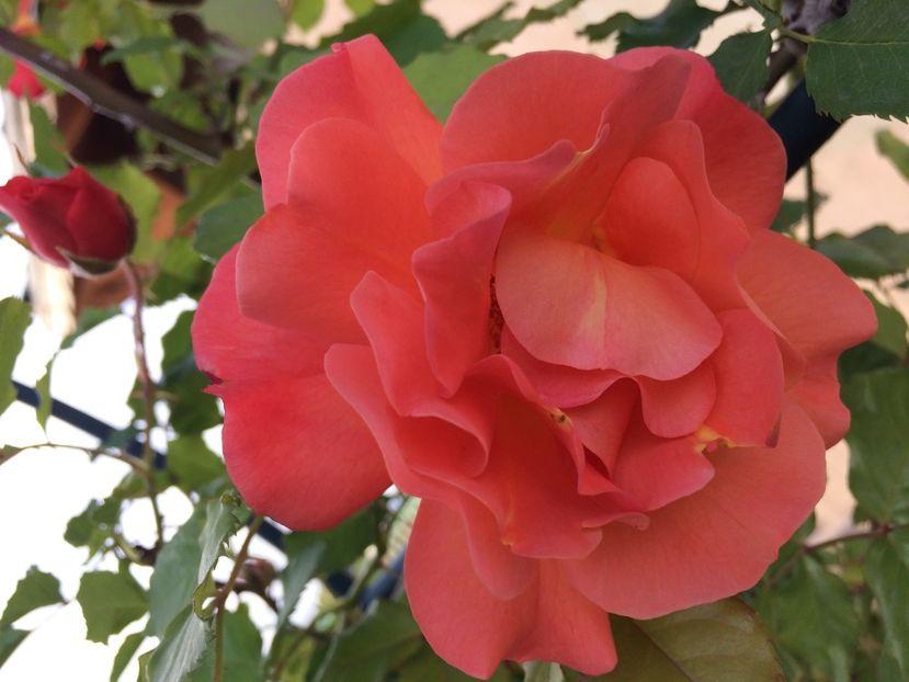 Westerland - Trandafiri