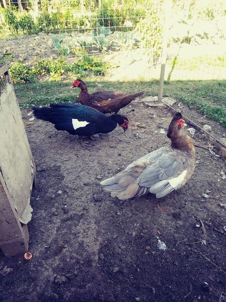 D22D0EA3-451F-4D9C-8DA0-6859B1C468A8 - In vizita la Dragos