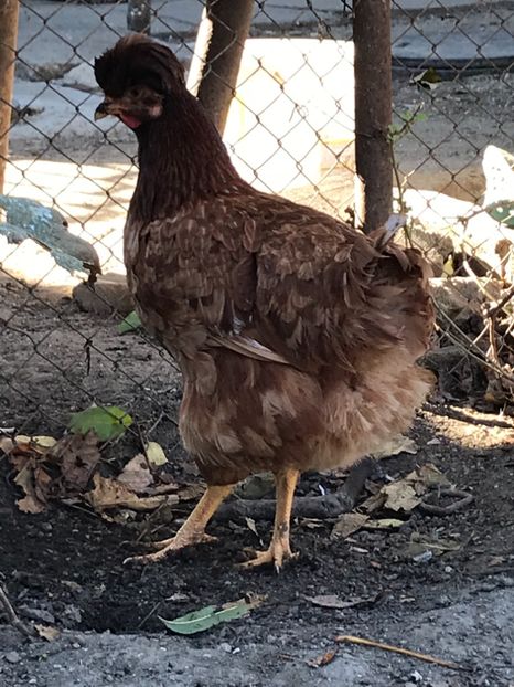 FCD57EAB-2397-418B-8447-875D10EDDB59 - Puisori 2018