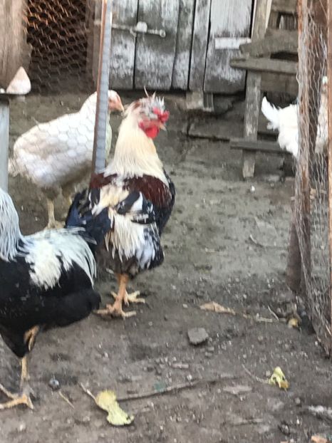 41A7DF67-D7BE-4E0A-A6FE-C9C3AB95A656 - Puisori 2018