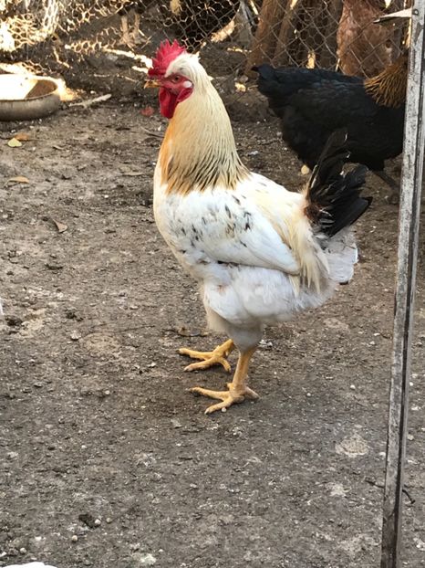 C334FE2C-D3C3-45C6-923A-4D692C94F7B1 - Puisori 2018