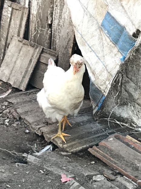 2A211997-333F-4F2F-A6BC-FFB95D69E5BC - Puisori 2018