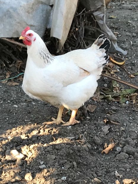 A83523C2-C86C-4802-A21C-197152BE36C7 - Puisori 2018