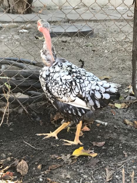 319C73A4-07D6-4A2A-B431-BAF962353773 - Puisori 2018