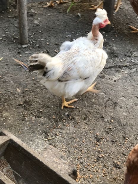 E5AFDD3C-25DF-4BE8-ABF2-8B601C9675A1 - Puisori 2018