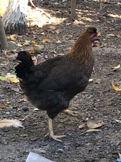 1D90A176-D020-453E-9B82-9FF1DF300277 - Puisori 2018