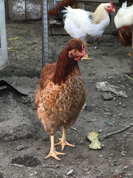 E5346ECF-2A20-4931-8BBA-9F16A5551CB7 - Puisori 2018