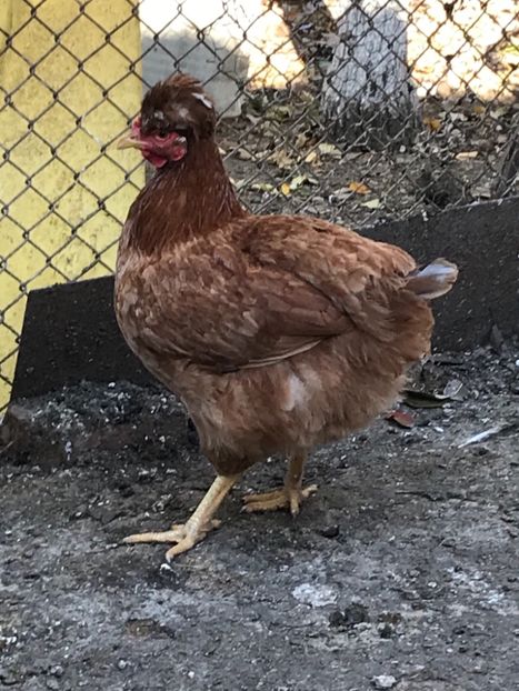 76DCA2ED-634B-459A-80D1-5D998DCBC6FB - Puisori 2018