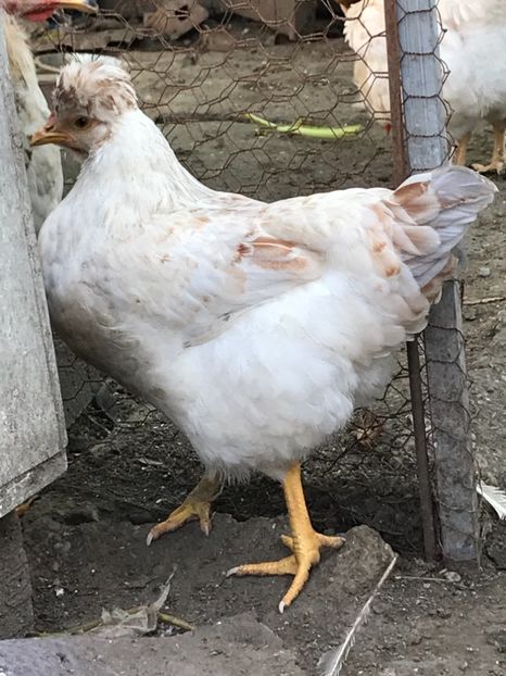 79DB3E2A-4A42-42EA-960B-140C754E55C7 - Puisori 2018