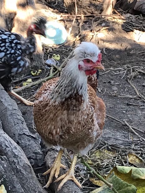 ACDED1F6-5012-4517-A460-C5066F4A5F43 - Puisori 2018