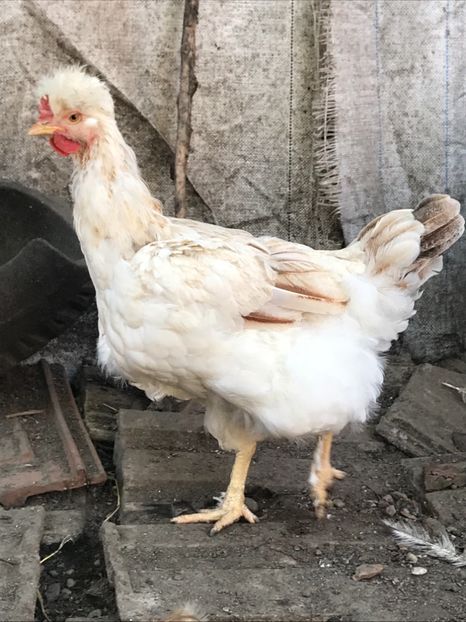 0C385053-78F6-4EE0-8EF9-8A27CD13F0F0 - Puisori 2018